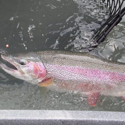 Alaska Rainbow Trout 2
