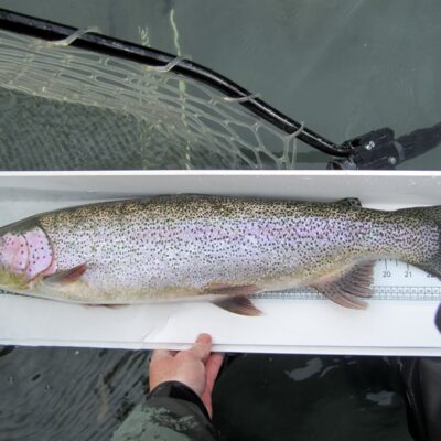 alaska rainbow trout 1