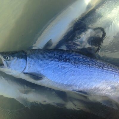 alaska red salmon kenai river