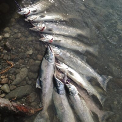 alaska salmon fishing 2