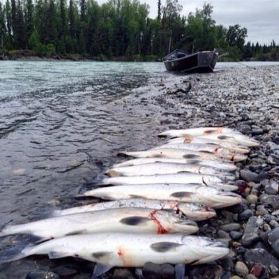 alaska salmon fishing kasilof catch
