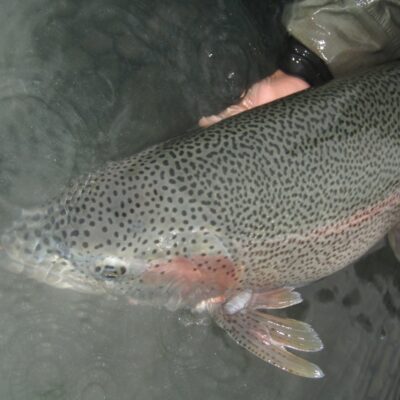 alaska trout fly fishing guide