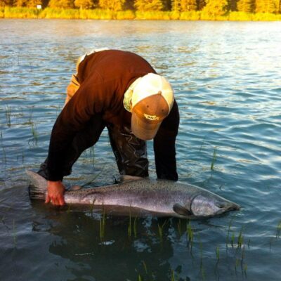 kasilof river king salmon 2012 5 1