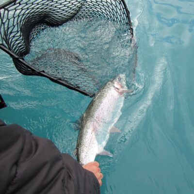 kenai river rainbow trout 2