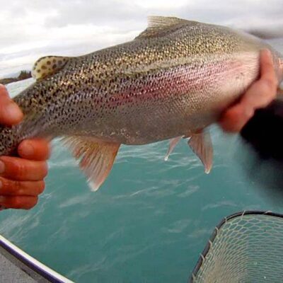 middle kenai river rainbow trout 2012 22