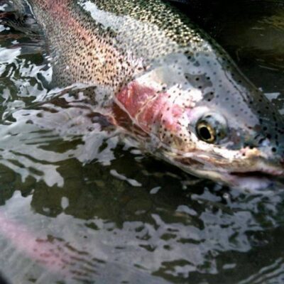 middle kenai river rainbow trout 2012 31
