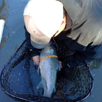 middle kenai river rainbow trout 2012 32
