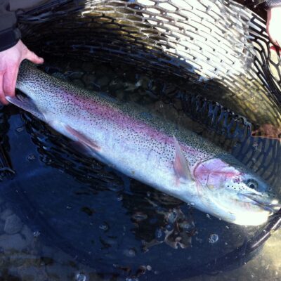 rainbow trout 4