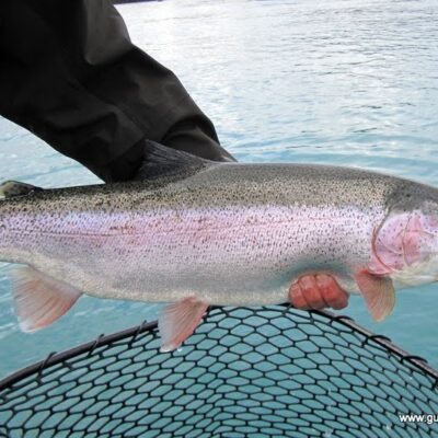 rainbow trout alaska 3