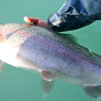 rainbow trout fish 7