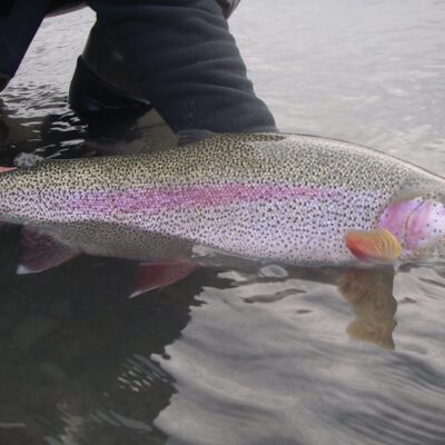rainbow trout packages alaska