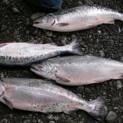 silver salmon fishing guide alaska 1