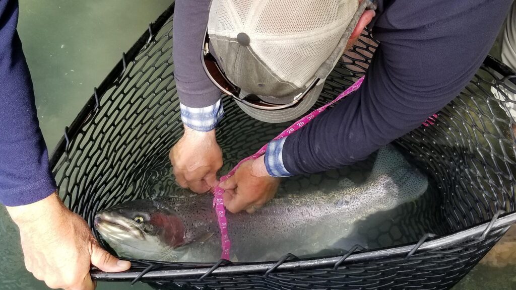 By mid - September the Middle Kenai is highly concentrated with trout looking to get fat as possible before winter.