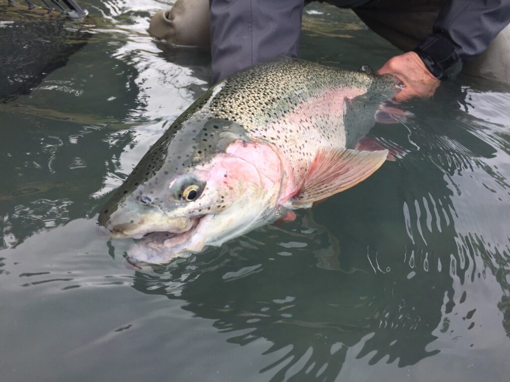 kenai river rainbow trout