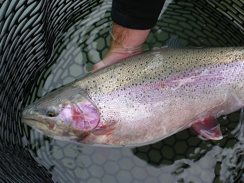 fishing in alaska in june trout