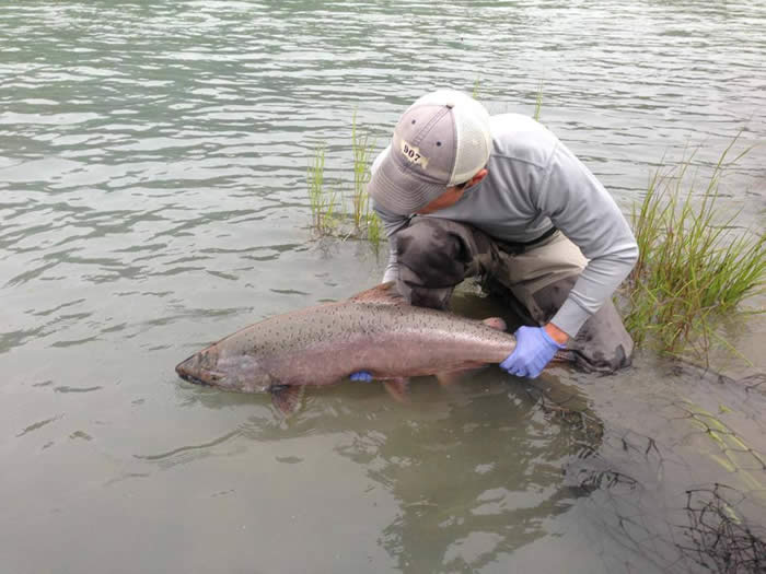 King salmon fishing on Alaska's Kenai & Kasilof Rivers. This was on a guided fishing trip.