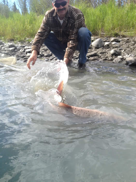 angler releasing Alaska King Salmon on the Kasilof