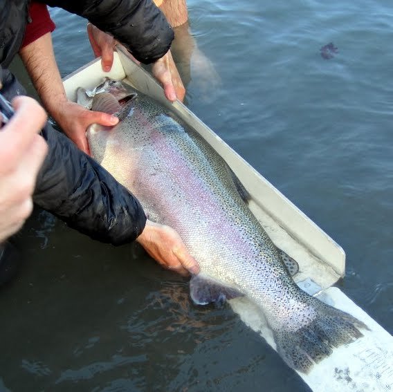 An example of a more above-average Kenai Rainbow Trout making it to the net during pink years.