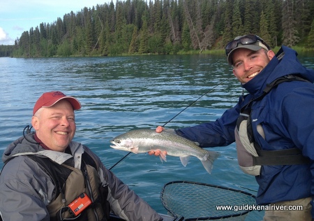 this rainbow trout from the kenai river alaska is an average sized trout caught fly fishing