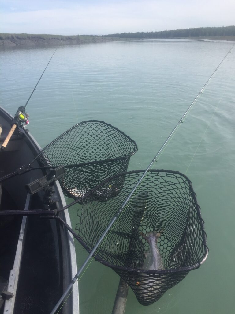 Kasilof King Salmon