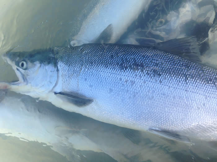 Limit of Red Salmon