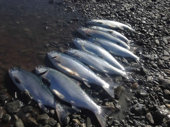A limit of 9 chrome Kenai River Red Salmon
