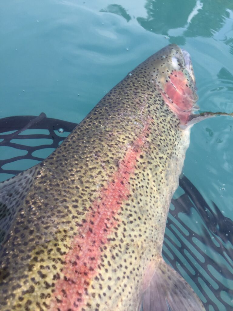 july rainbow trout