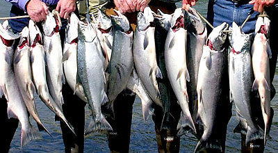 kasilof river red salmon fishing