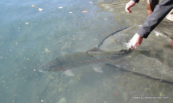kenai river guide with rainbow river trout