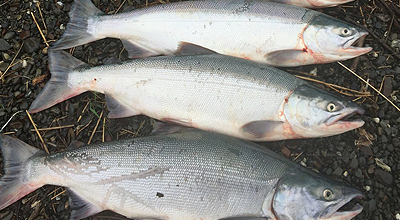 silver salmon kenai kasilof