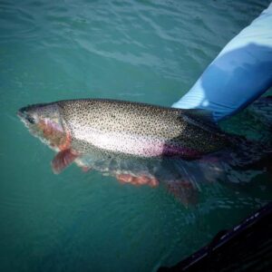 IMG 0187 1 Kenai River Rainbow Trout