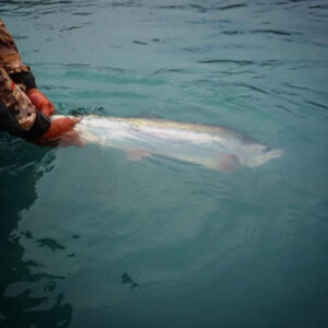 IMG 0255 Kenai River Rainbow Trout
