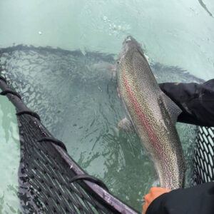 IMG 0269 3 Kenai River Rainbow Trout