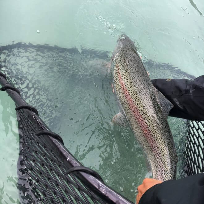 IMG 0269 3 Kenai River Rainbow Trout