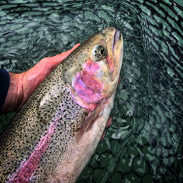 Kenai River Rainbow Trout