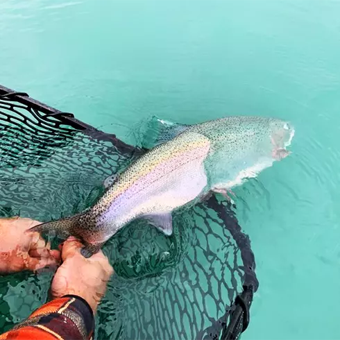 Alaska Rainbow Trout Catch and Release