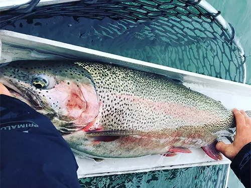 Float fishing for Alaska Rainbow Trout